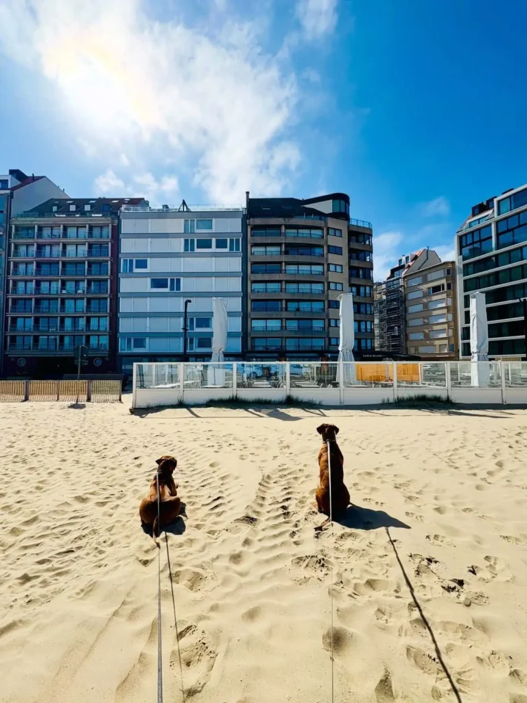 De honden van Charlotte Van Looy op het strand van Knokke-Heist.