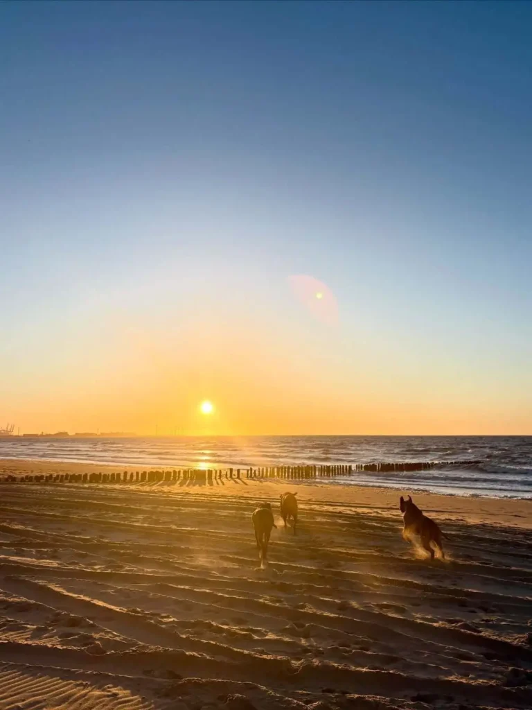 Zonsondergang op het strand van Knokke-Heist met de honden van Charlotte Van Looy.