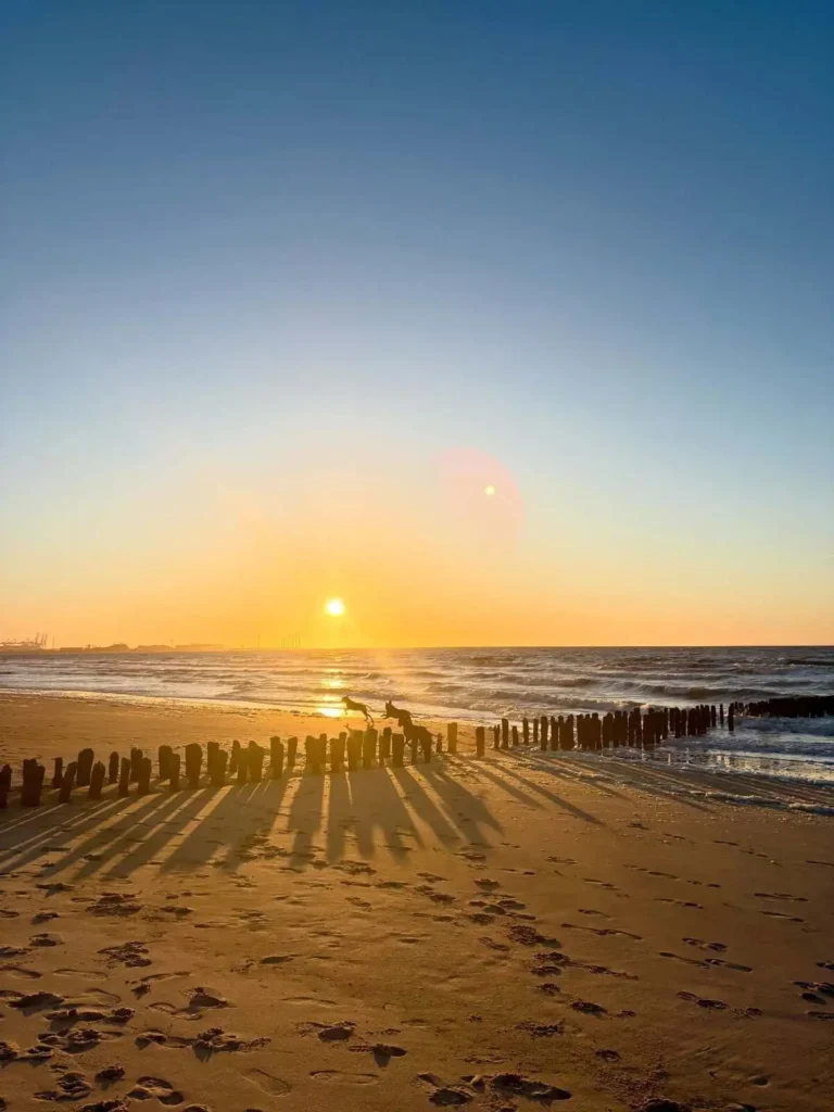 De hondjes van Charlotte Van Looy genieten van de zonsondergang op het strand van Knokke-Heist.